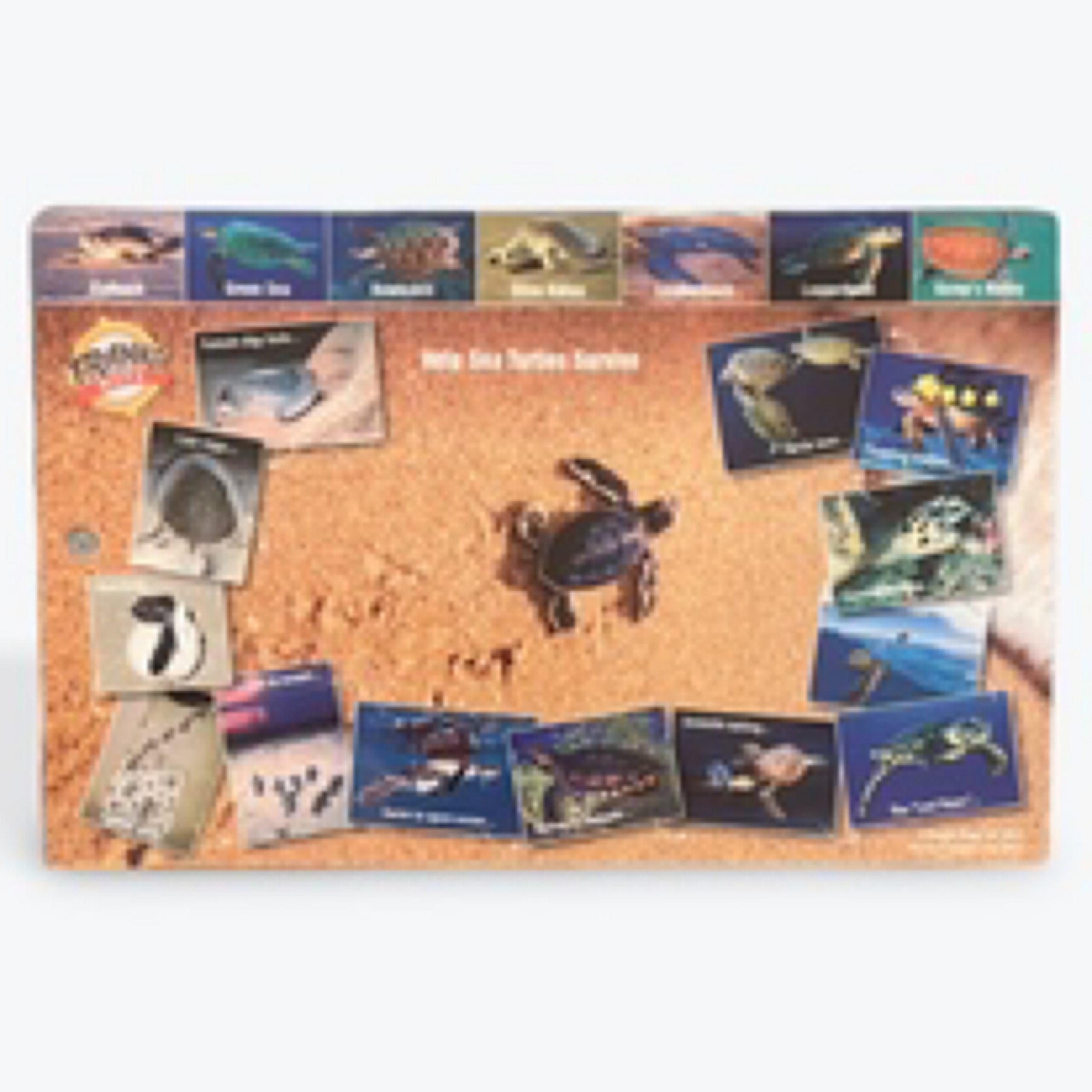 Sea Turtle Life Cycle Guide Franko Maps Laminated Card | West Maui